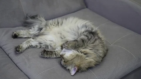 Fluffy tabby cat fast asleep on the couch. Timelapse Stock Footage 72243787