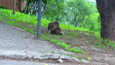 Fluffy Tabby Cat Grooming Itself Peacefully in a Quiet Forest Clearing Stock Footage 310209990