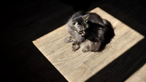 Fluffy tabby cat grooming itself in a dramatic sunbeam on a wooden floor. Vídeo Stock 336332520