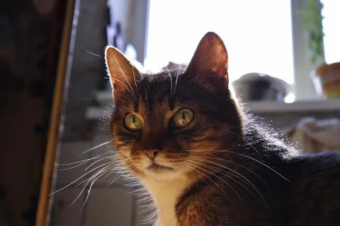 Fluffy tabby cat with a large mustache under the sunlight. Stock Photos