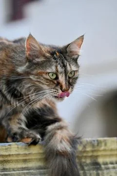 Fluffy tabby cat licking its lips while sitting on a wall Stock Photos