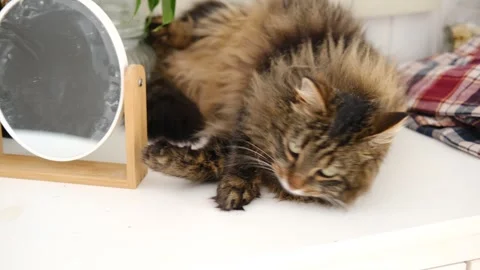 A fluffy tabby cat licks its paw with its pink tongue Stock Footage 336728908