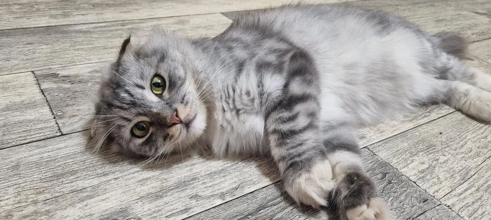 Fluffy Tabby Cat Lying Down Stock-Fotos