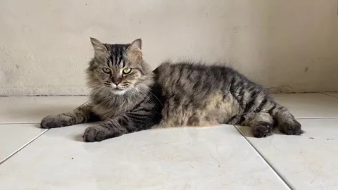 Fluffy Tabby Cat Lying on Floor Looking Curious Indoors Stock Footage 318180507