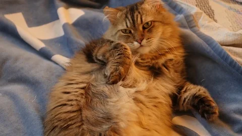 Fluffy tabby cat lying on her back on the bed and looking at the camera, 4k Stock Footage 71498455
