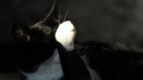 Fluffy tabby cat meticulously cleans its fur while sitting on a sunlit couch Stock Footage 315101749