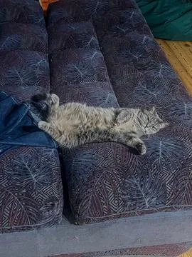 Fluffy Tabby Cat Relaxing on a Patterned Sofa Stock Photos