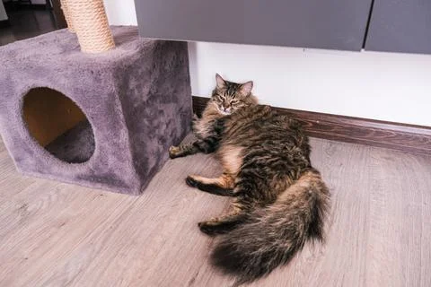 Fluffy tabby cat resting on the floor near a scratching post in a modern house. Stock Photos