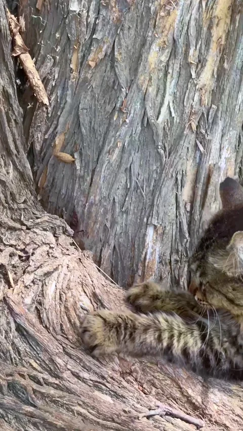 Fluffy Tabby Cat Scratching Tree Bark with Paws in Close-Up Outdoor Scene Stock Footage 310210245