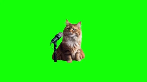 Fluffy tabby cat sitting behind professional microphone against bright green Stock-Footage 346040058