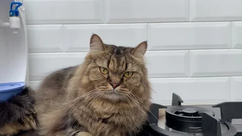Fluffy tabby cat sitting on kitchen counter then walking towards the camera Vídeo Stock 330514741
