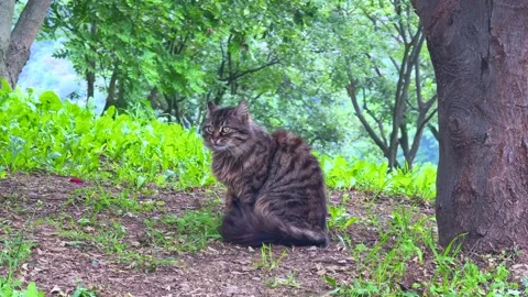 Fluffy Tabby Cat Sitting Peacefully Under Trees in a Lush Green Forest Stock Footage 310209988