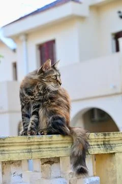 Fluffy tabby cat sitting on a wall with a building in the background Stock Photos