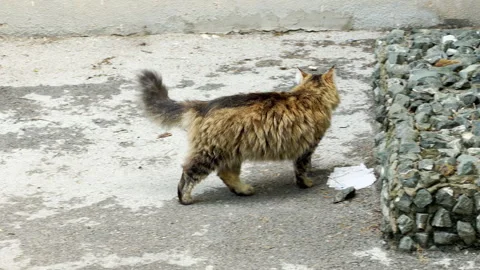 Fluffy Tabby Cat Walks Across a Concrete Courtyard Stock Footage 335542467