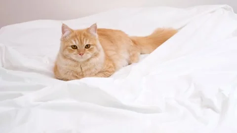 Fluffy tabby ginger cat lies in the bedroom on white sheets. Stock Footage 249291848