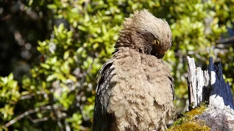 Fluffy Tan Bird Cleans Its Feathers Stock Footage 77766006