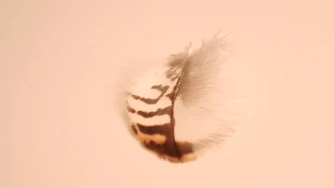 Fluffy tender pockmarked feather, feather lies on light gray modern background Stock Footage 152468690