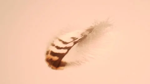 Fluffy tender pockmarked feather, feather lies on light gray modern background Stock Footage 152468771