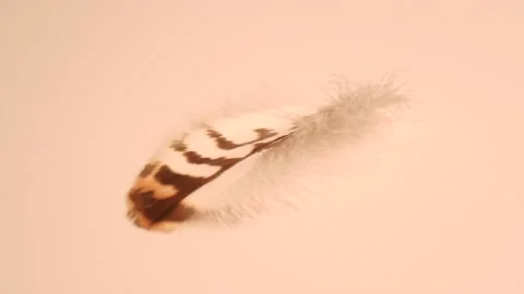 Fluffy tender pockmarked feather, feather lies on light gray modern background Stock Footage 152468864