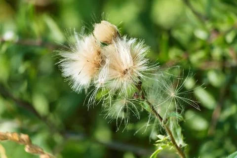 Fluffy thistle seed head close-up Stock Photos