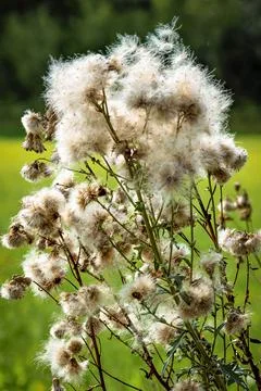 Fluffy thistle seed head close-up Stock Photos