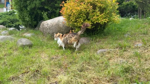 A fluffy, three-colored (calico) cat sits on green grass beside a white fence an Stock Footage 310794342