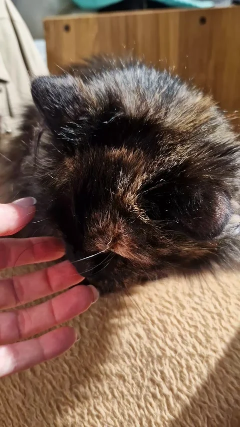 Fluffy Tortoiseshell Cat Head Enjoying Gentle Petting on Carpet Floor Stock-Footage 339002511