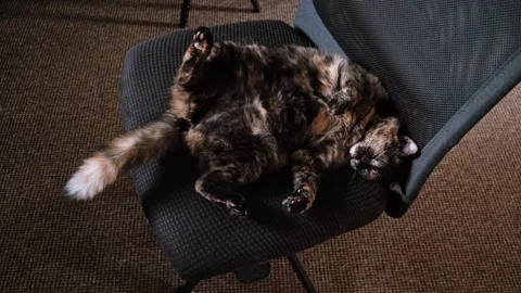 A fluffy tortoiseshell cat lies on back stretched out on a black office chair Stock Footage 344551959