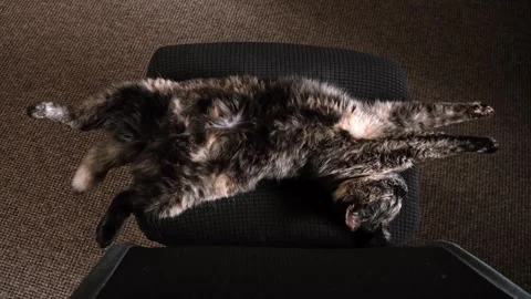 A fluffy tortoiseshell cat lies on back stretched out on a black office chair Stock Footage 344551997