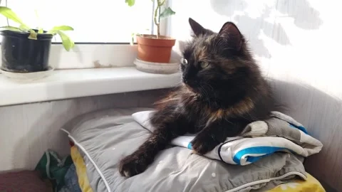 Fluffy Tortoiseshell Cat Resting By a Sunny Window 스톡 동영상 326313595