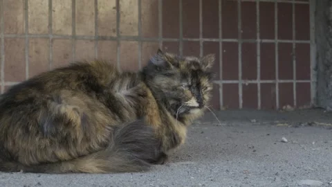 Fluffy Tortoiseshell Stray Cat Sitting On Pavement Near Tiled Wall Video stock 330676612