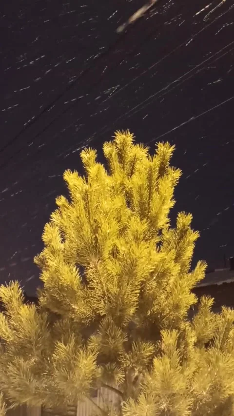 Fluffy tree and heavy snowfall Stock Footage 221321147
