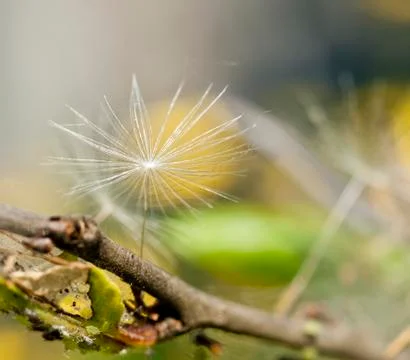 Fluffy on tree branch Stock Photos