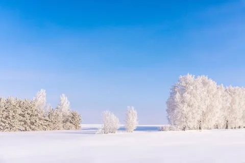 Fluffy tree. The branches of the tree are covered with thick white frost. Dun Stock Photos