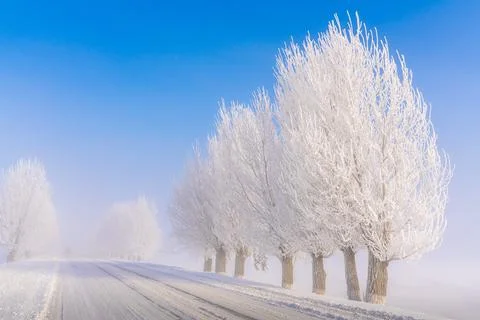Fluffy tree poplar. The branches of the tree are covered with thick white fro Stock Photos