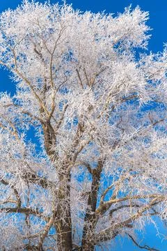 Fluffy tree poplar. The branches of the tree are covered with thick white fro Foto stock