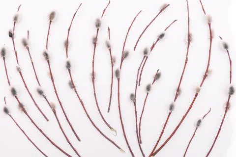 Fluffy tree twigs on a white background. Blooming willow buds. Easter or spri Stock Photos