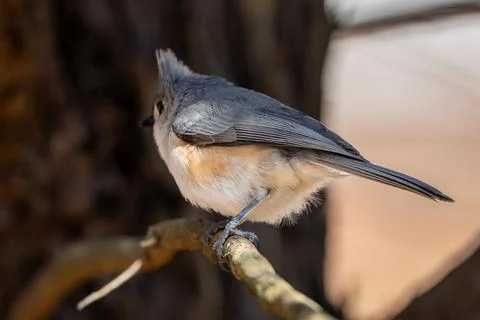 Fluffy Tufted Titmouse Stock Photos