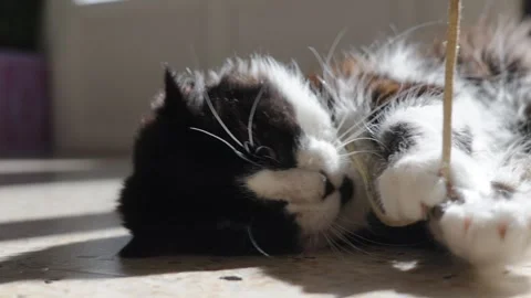 Fluffy Tuxedo Cat Playing With String Toy in Bright Sunlight 動画素材 337230446