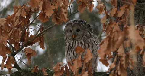 Fluffy ural owl, Strix uralensis, perched on oak tree covered by orange leaves Stock Footage 149439438