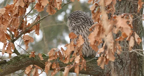Fluffy ural owl, Strix uralensis, perched on old oak covered by orange leaves Stock Footage 149439644