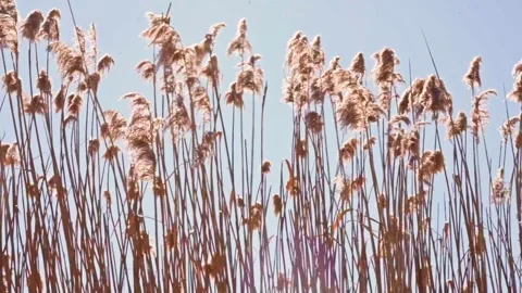 Fluffy Wheat looking Pampass Grass Stems Blowing in the Wind during Golden Hour Видео 265294746