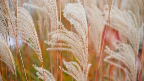 Fluffy Wheat looking Pampass Grass Stems Blowing in the Wind during Golden Hour Stock Footage 265295014