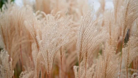 Fluffy Wheat looking Pampass Grass Stems Blowing in the Wind during Golden Hour Stock Footage 265295084