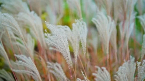 Fluffy Wheat looking Pampass Grass Stems Blowing in the Wind during Golden Hour Stock Footage 265295154