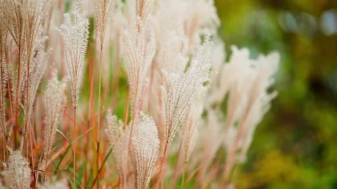 Fluffy Wheat looking Pampass Grass Stems Blowing in the Wind during Golden Hour Stock Footage 265295284