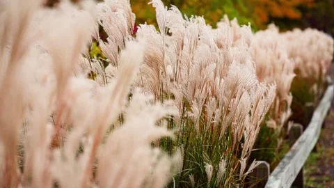 Fluffy Wheat looking Pampass Grass Stems Blowing in the Wind during Golden Hour Видео 265295406