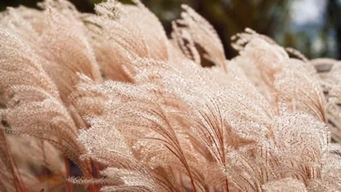 Fluffy Wheat looking Pampass Grass Stems Blowing in the Wind during Golden Hour Stock Footage 265295427