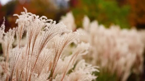 Fluffy Wheat looking Pampass Grass Stems Blowing in the Wind during Golden Hour Stock Footage 265295514