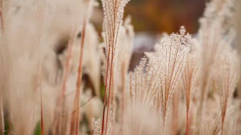 Fluffy Wheat looking Pampass Grass Stems Blowing in the Wind during Golden Hour Stock Footage 265295611